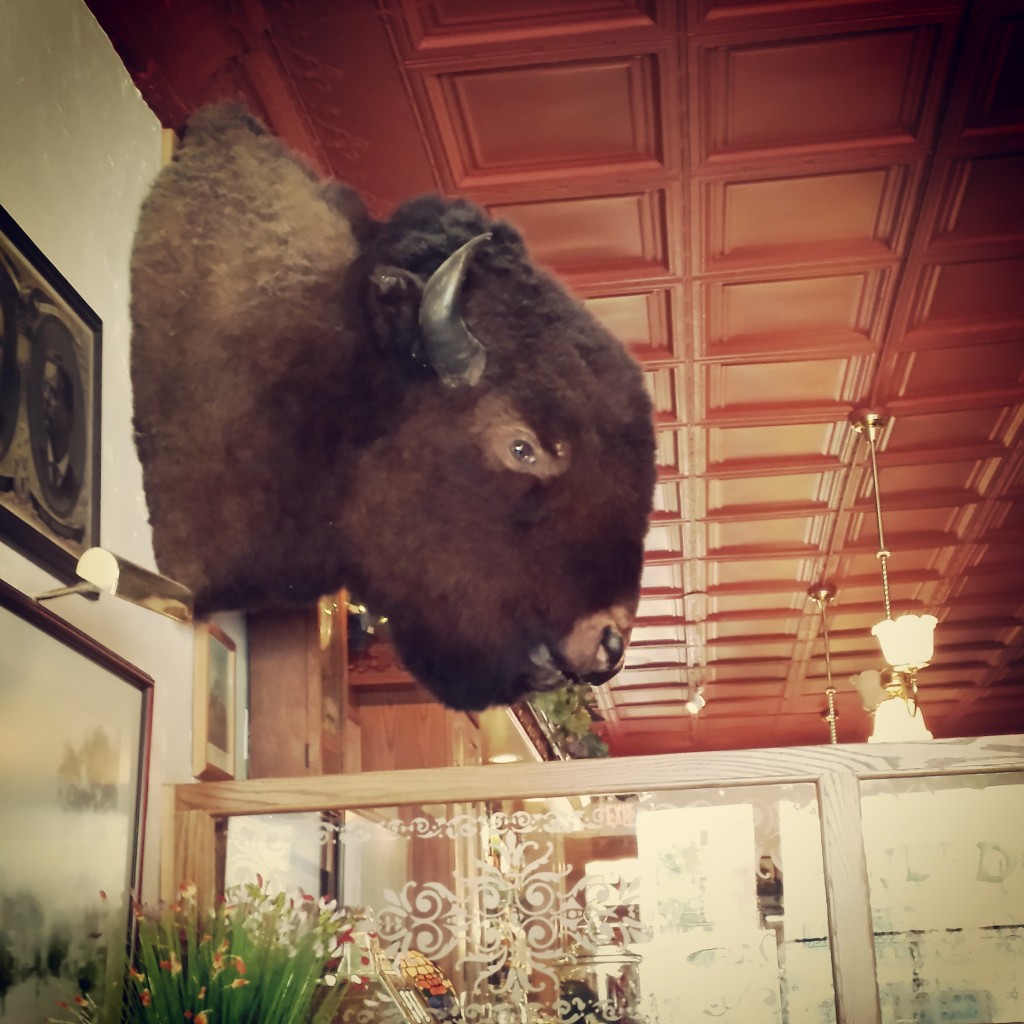 Teddy's Bison Head