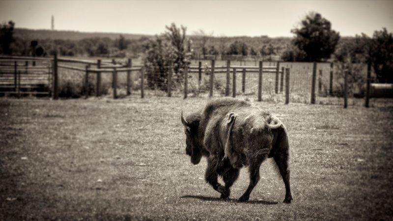 buffalo farm 029_tonemapped sepia