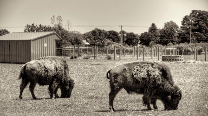 buffalo farm 043_tonemapped sepia