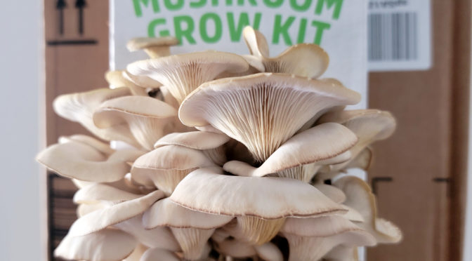 Back to the Roots Mushroom Kits